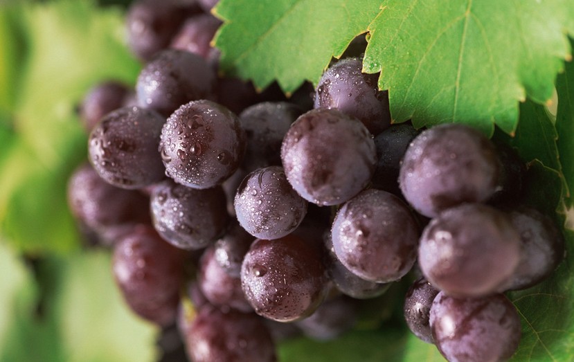 “葡萄美酒夜光杯”，敦煌陽關(guān)葡萄最甜美