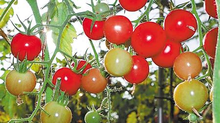 張掖臨澤：科技賦予設施農(nóng)業(yè)新活力