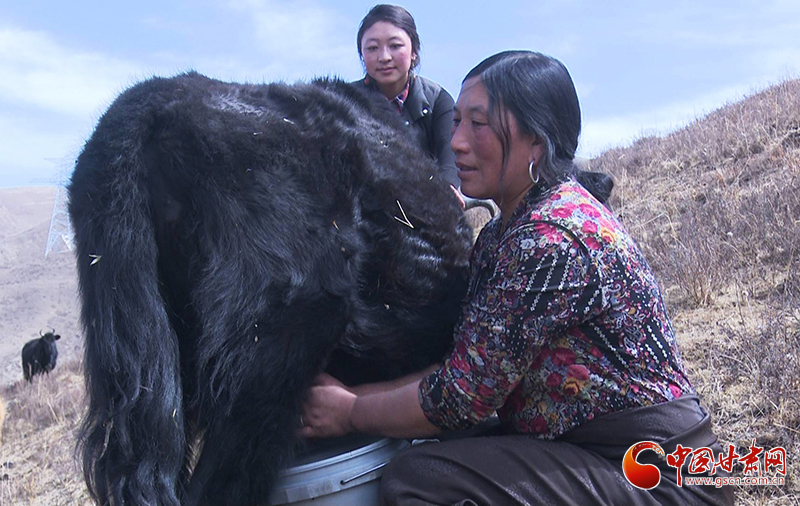 甘肅合作：高原上盛開(kāi)了一朵美麗的“格?；ā保▓D）