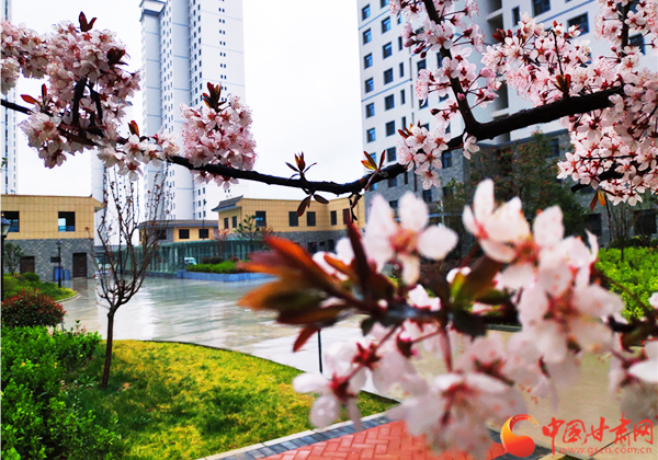 【甘肅省決戰(zhàn)決勝脫貧攻堅(jiān)】天水麥積區(qū)：扶貧產(chǎn)業(yè)園讓貧困戶(hù)陪讀務(wù)工兩不誤（圖）