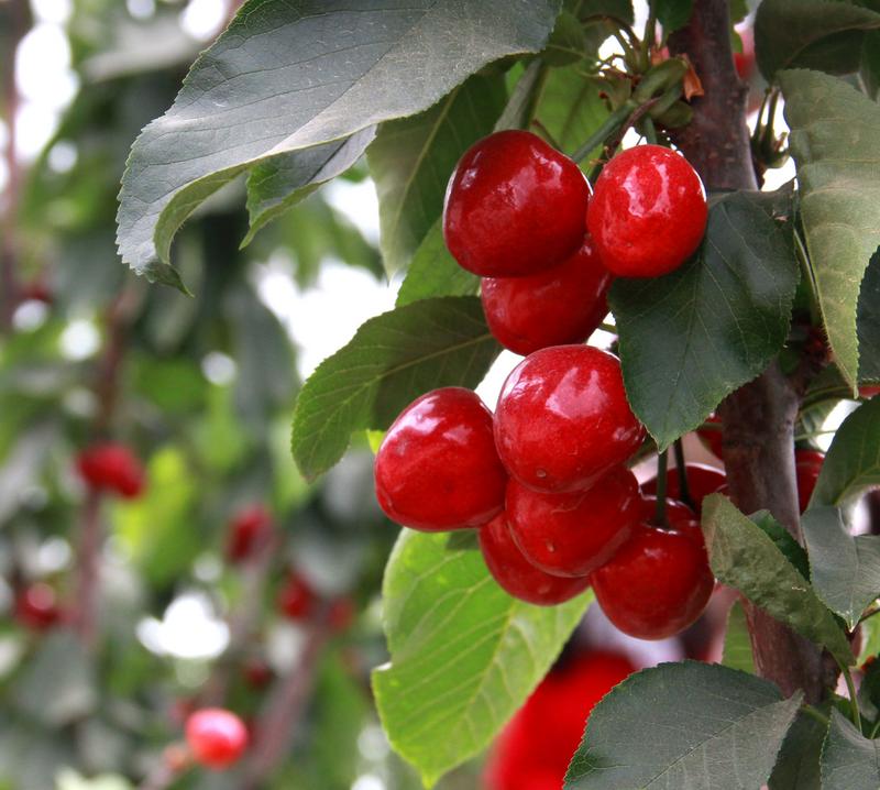 趕緊約起來！民勤紅旗谷櫻桃采摘園開園啦！