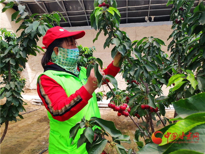 【甘肅省決戰(zhàn)決勝脫貧攻堅(jiān)】武威民勤：科技助推現(xiàn)代農(nóng)業(yè) “靚菜俊果”惹人愛