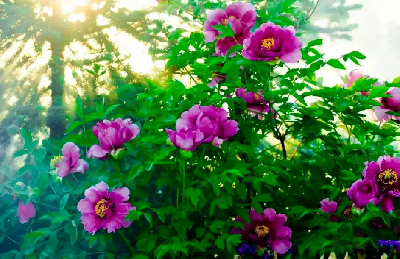 【“甘味”故事】“百花王”駕到！國色傾城正當時