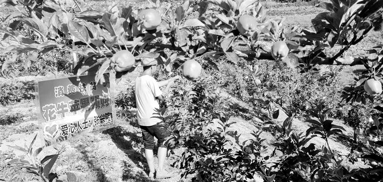 “于堡村果園”開(kāi)張記——認(rèn)購(gòu)“一棵樹(shù)”，結(jié)出“致富果”