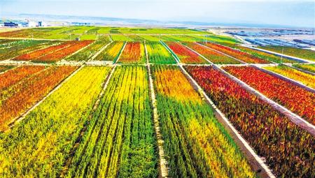 拉開(kāi)架勢(shì)興產(chǎn)業(yè)——武威天?？h發(fā)展特色農(nóng)業(yè)綜述