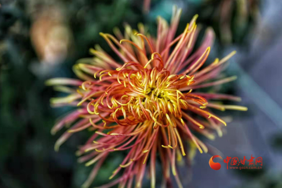 十五年，鍥而不舍終夢圓——寫在蘭州市入選全國文明城市之際