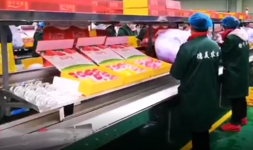 【獨(dú)家視頻】快訊丨甘肅省委副書記、代省長(zhǎng)任振鶴在靜寧縣調(diào)研蘋果產(chǎn)業(yè)發(fā)展