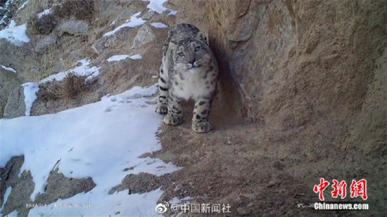 精靈漫步！甘肅阿克塞祁連山深處現(xiàn)雪豹身影