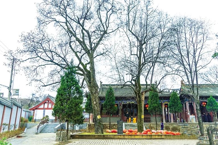 天水雙玉蘭堂5G直播“玉蘭花開(kāi)”