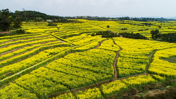 千余畝油菜花盛開(kāi)。廖濤 攝