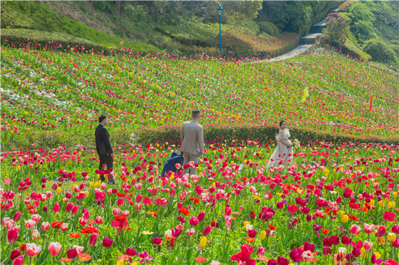 花海間，拍上一組美美的婚紗照。羅云希 攝