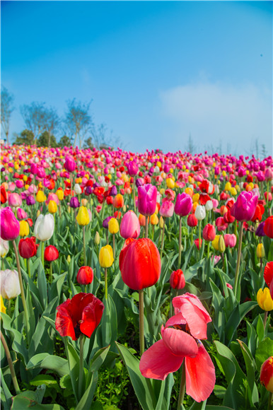 花的海洋。羅云希 攝