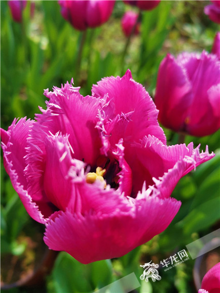 特色郁金香品種，花邊呈鋸齒狀。華龍網(wǎng)—新重慶客戶端記者 舒婷 攝