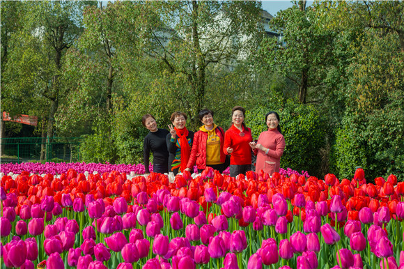 游客在郁金香花海里拍照打卡。羅云希 攝