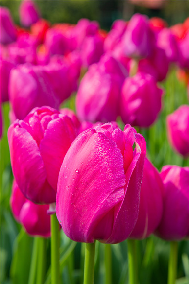 郁金香嬌艷欲滴。羅云希 攝