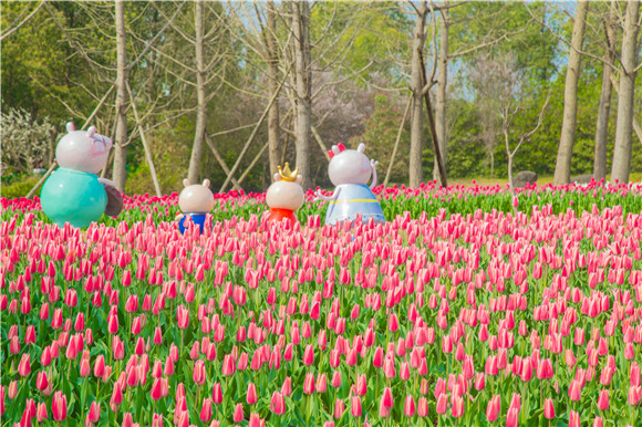 長壽湖郁金香次第開放。羅云希 攝