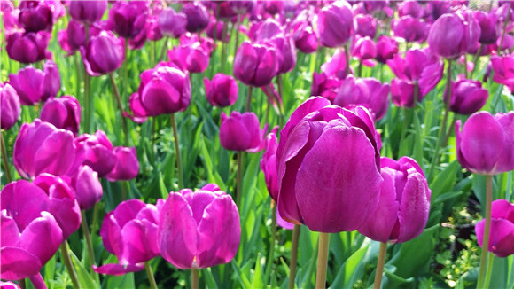 紫色郁金香。華龍網(wǎng)—新重慶客戶端袁舒含 攝