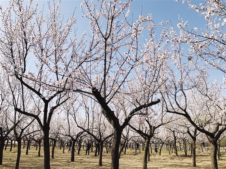 唐汪川的杏花開了！周邊游再添好去處
