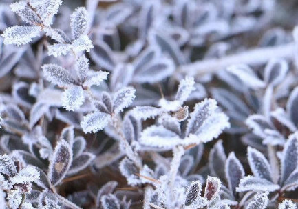 48小時內蘭州市大部山區(qū)有霜凍