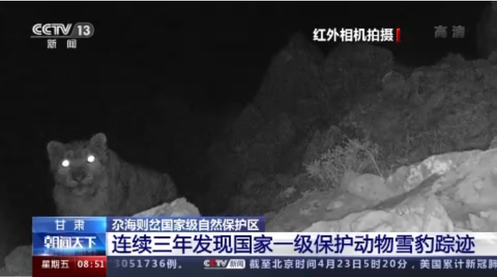 “大貓”出沒！甘肅尕海則岔保護(hù)區(qū)連續(xù)三年發(fā)現(xiàn)雪豹蹤跡