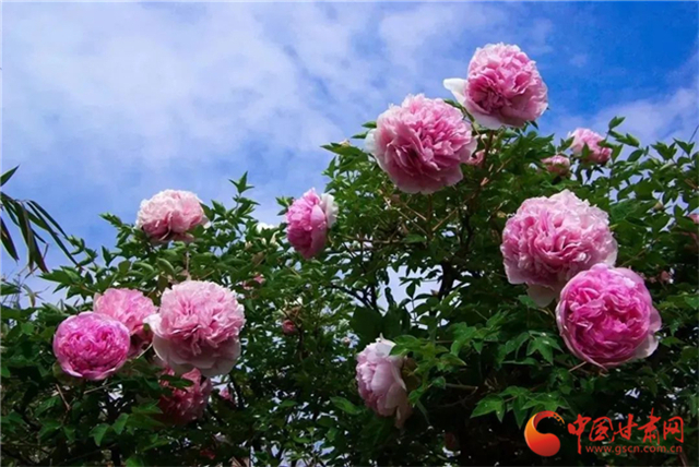 【五一游甘肅】暢游“臨洮縣紫斑牡丹文化旅游節(jié)”，這份攻略請(qǐng)收下！