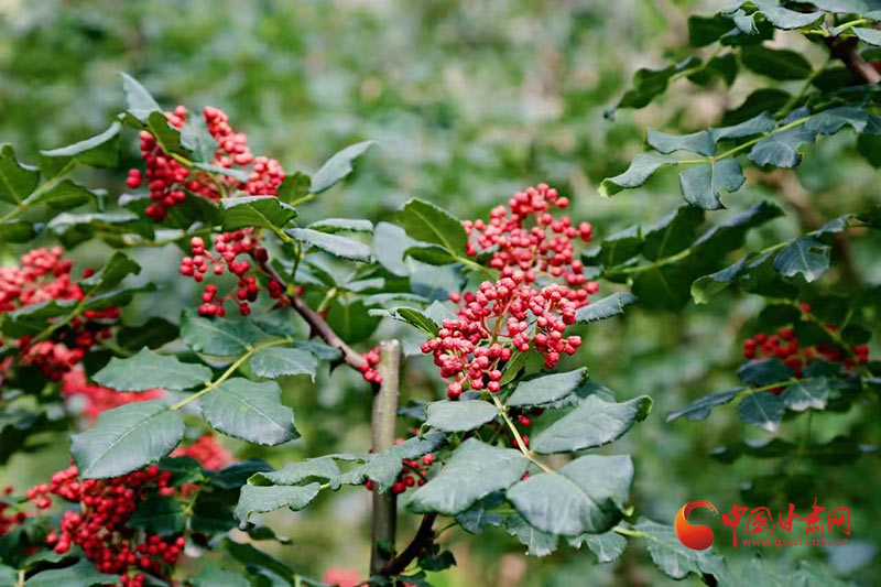 西和：小花椒滋養(yǎng)大產(chǎn)業(yè) “麻香”中繪就鄉(xiāng)村振興藍(lán)圖