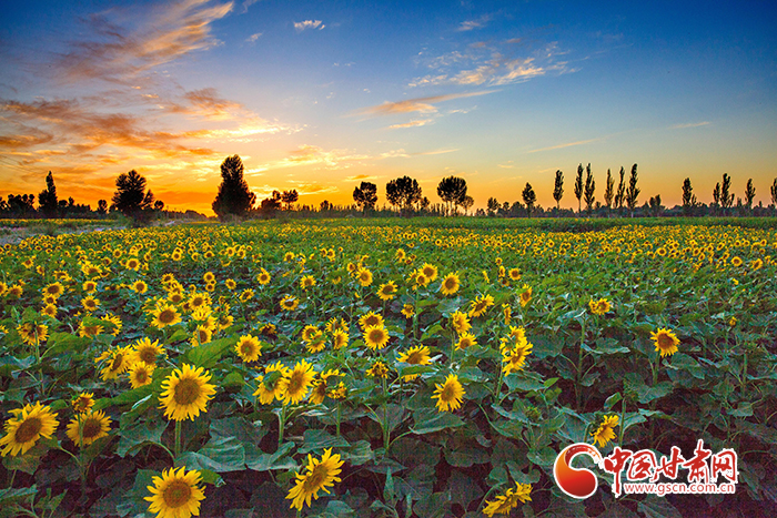 【小康圓夢(mèng)·看甘肅】玉門黃閘灣：特色產(chǎn)業(yè)強(qiáng)起來 農(nóng)民錢袋鼓起來