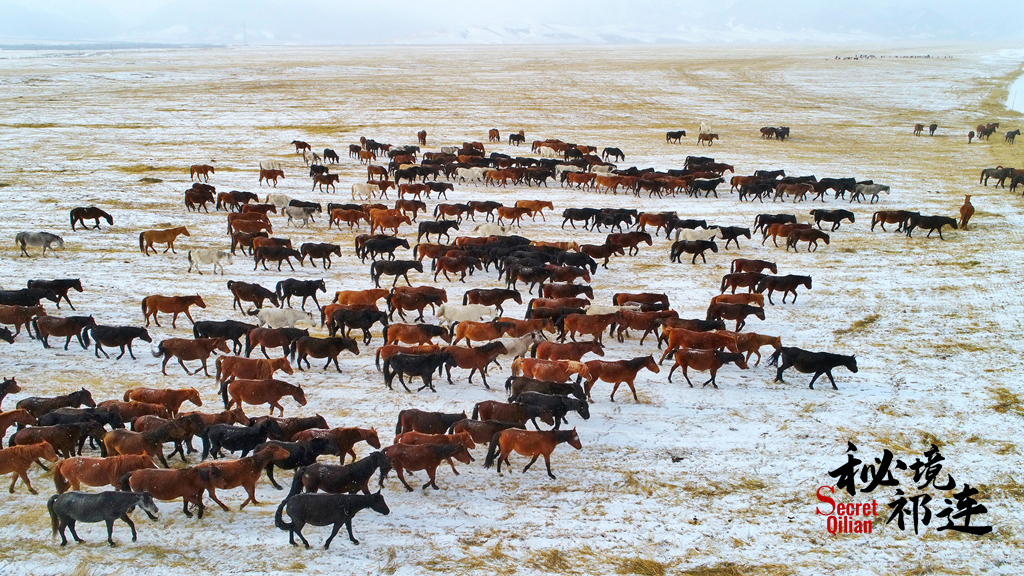 【秘境祁連·第7期】高鐵設(shè)站過祁連 千年馬場展雄風