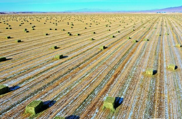 【“飛閱”中國(guó)】瞰！山丹馬場(chǎng)撒“青豆”