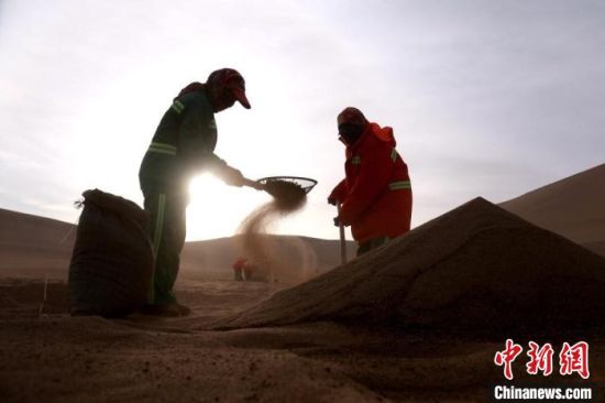 圖為“駱駝保姆”用土方法清理駝糞。　張曉亮 攝