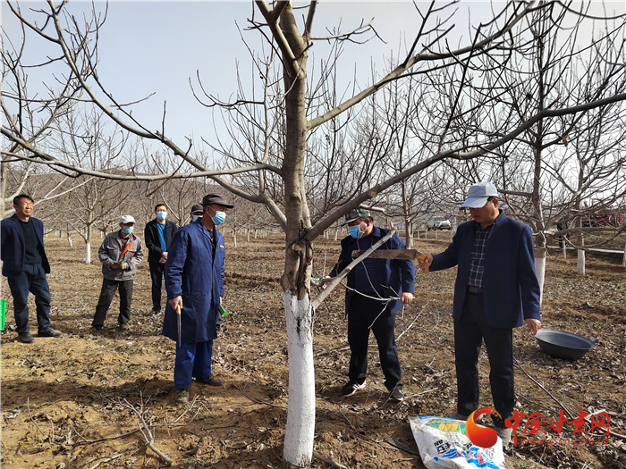 【甘快看】平?jīng)鋈A亭市：核桃管護培訓(xùn)為群眾釋疑解難