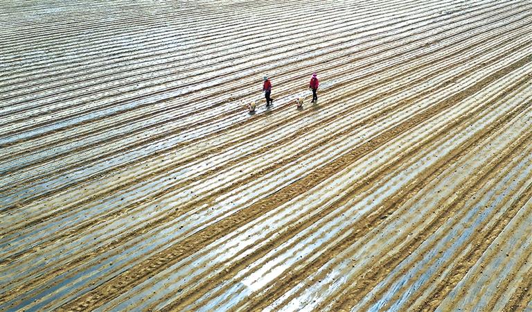 臨夏縣橋寺鄉(xiāng)農民開始在田間播種萵筍