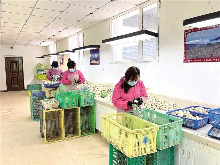 百合開(kāi)出致富花——臨夏州永靖縣陳井鎮(zhèn)千合種植農(nóng)民專(zhuān)業(yè)合作社見(jiàn)聞