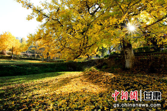 隴南徽縣銀杏樹(shù)最美的時(shí)候，當(dāng)屬每年的10月至11月。圖為樹(shù)葉已染黃的銀杏樹(shù)。張承榮 攝