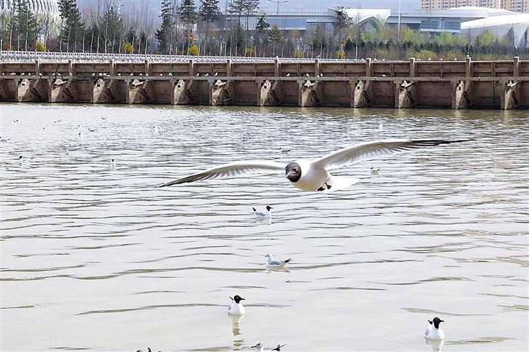 春日的大夏河畔成群結(jié)隊的紅嘴鷗或在水面覓食嬉戲