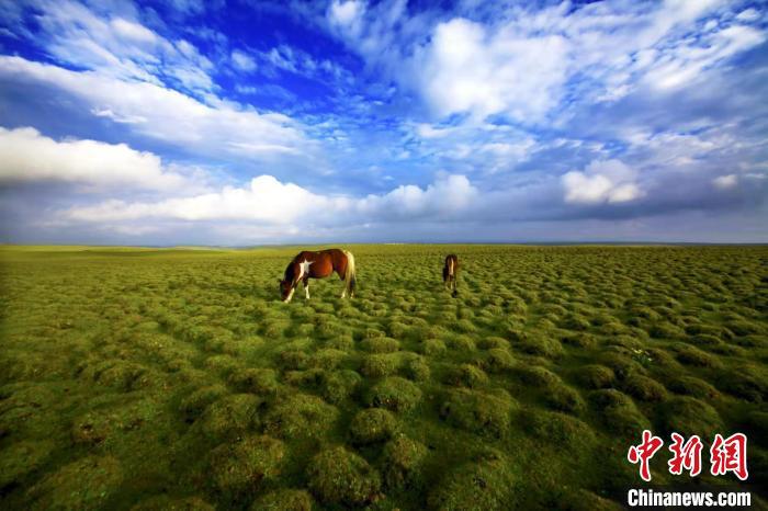 圖為甘肅甘南藏族自治州草原風(fēng)光。(資料圖) 艾慶龍 　攝