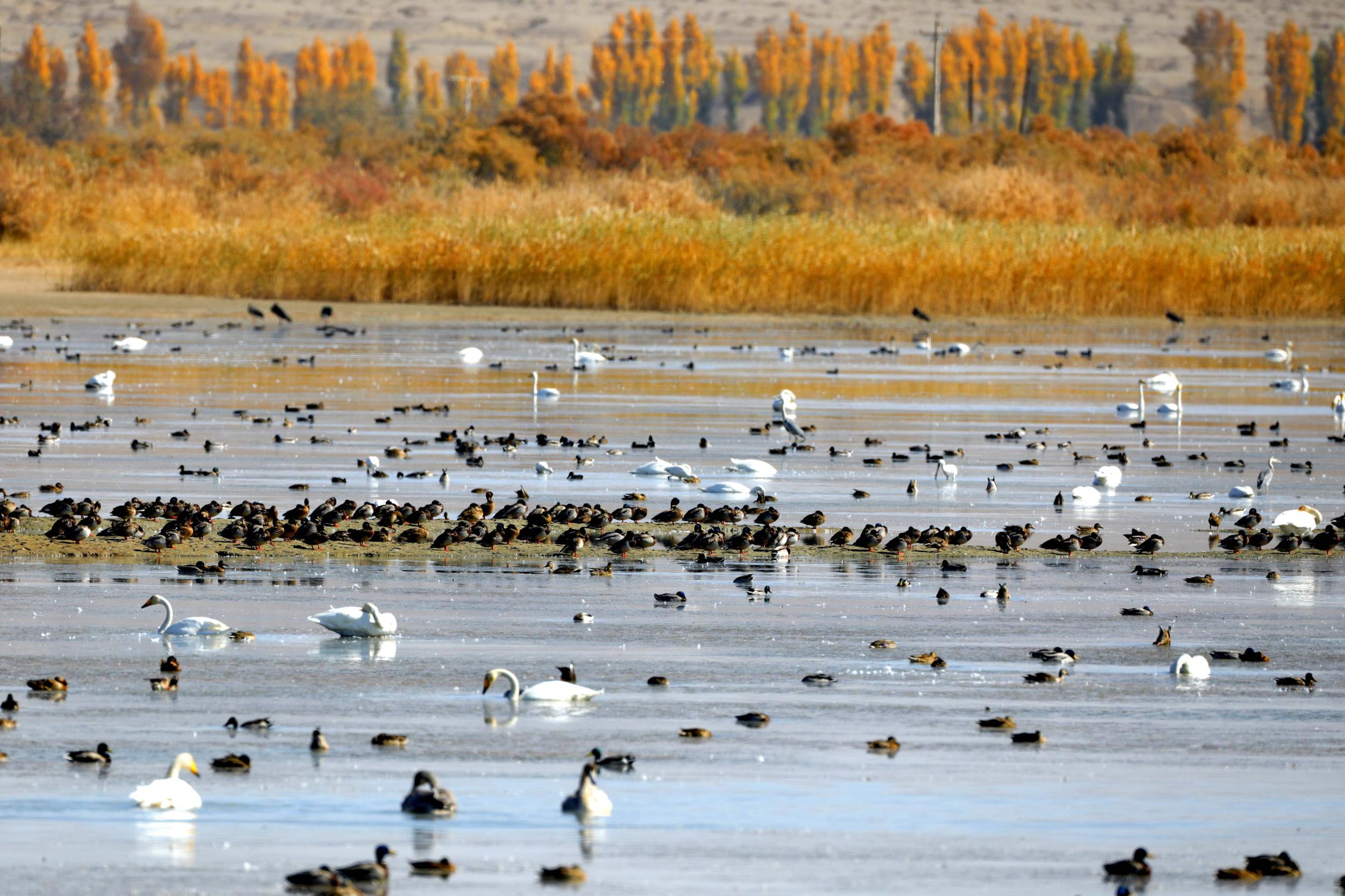 天鵝飛抵高臺(tái)縣黑河濕地嬉戲覓食、棲息越冬。尹昭霞攝