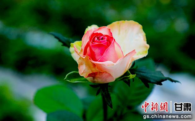 圖為在智慧溫室里盛開的玫瑰。馬玉林 攝