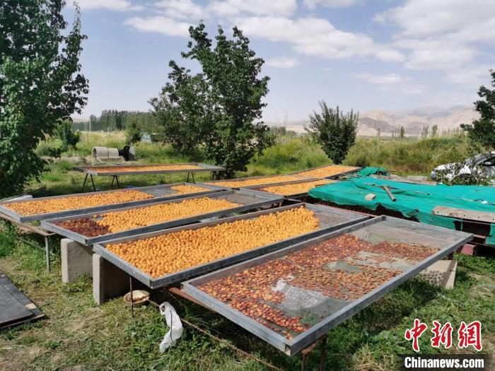 圖為肅北蒙古族自治縣的“李廣杏”。(資料圖) 受訪者供圖