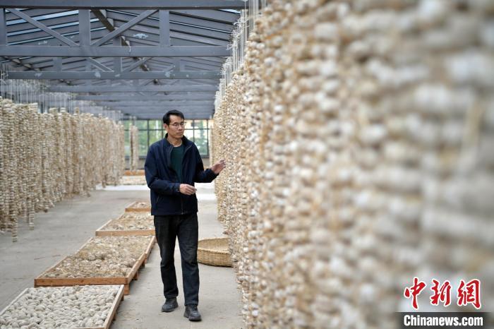 圖為5月10日，工作人員檢查晾曬的曲胚。九美旦增　攝