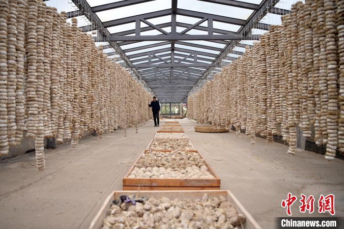 圖為5月10日，工作人員檢查晾曬的曲胚。九美旦增　攝