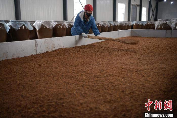 圖為5月10日，工作人員整理鋪撒的酒醅。九美旦增　攝