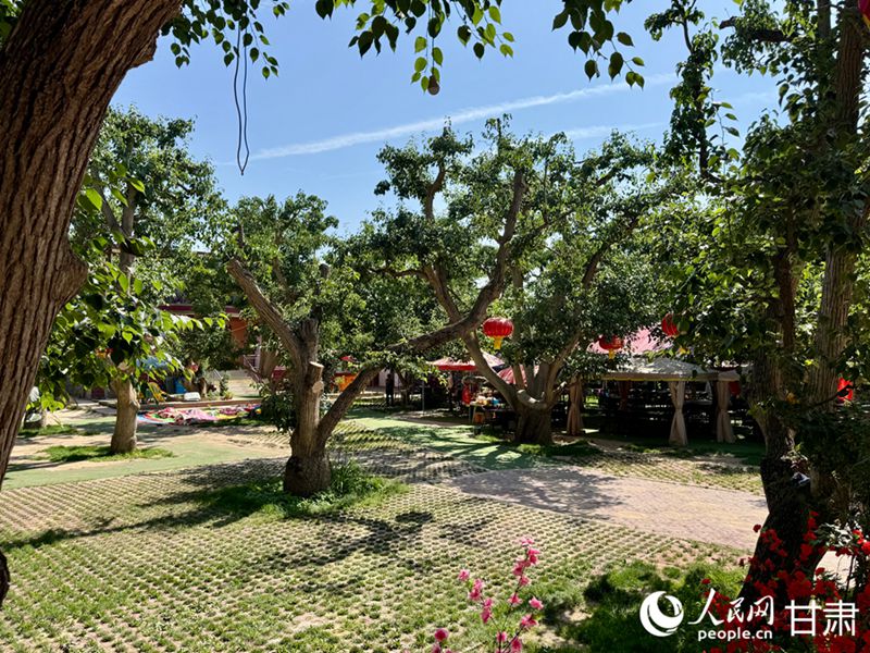 什川古梨園。人民網(wǎng)記者 焦隆攝