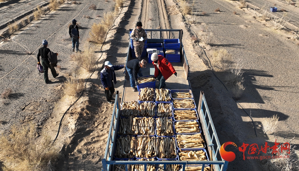 春動(dòng)隴原·隴拍客丨金塔：生物治沙讓荒漠變“聚寶盆”